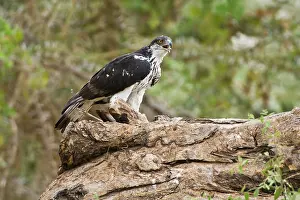 Amboseli: An Augur Buzzard and kill at Amboseli NP