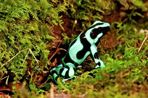 Arrow: Auratus Dart Frog Dendrobates auratus Native