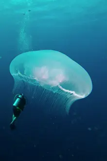 Tank: Aurelia jellyfish (Aurelia aurita) and diver in