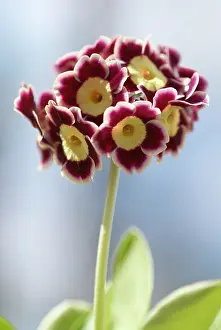 Auricula: Auricula