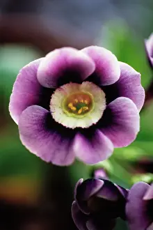 Auricula: Auricula