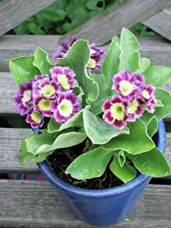 Auricula: Auricula flowers in blue pot
