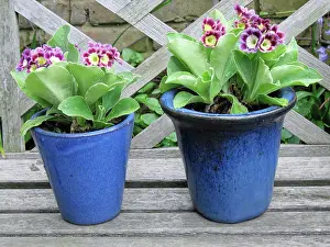 Auricula: Auricula flowers in blue pots