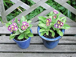 Auricula: Auricula flowers in blue pots