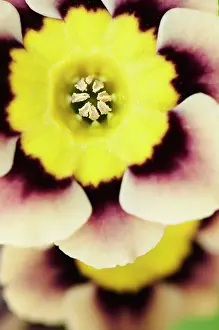 Primula: Auricula, Primula auricula Sirius, close up detail of the