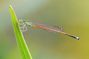 Ischnura: Aurora Bluetail