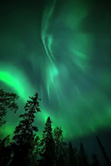 Starry: Aurora Borealis and stars over coniferous forest
