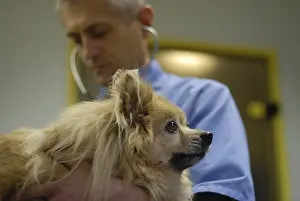 Unsharp: Auscultation of a dog type Spitz by a veterinarian France