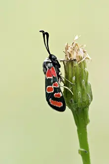 Zygaena: Auspicious burnet - Close up on flower head