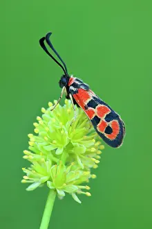 Zygaena: Auspicious Burnet Moth