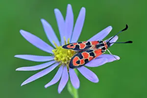 Zygaena: Auspicious Burnet Moth on Michaelmas daisy