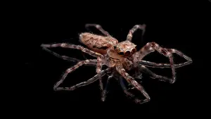 Bronze: Aussie Bronze Jumper (Helpis minitabunda) on a black
