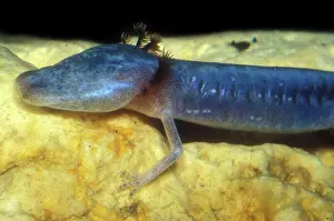Aquifer: Austin Blind Salamander
