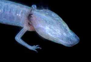 Aquifer: Austin Blind Salamander