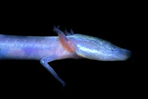 Aquifer: Austin Blind Salamander