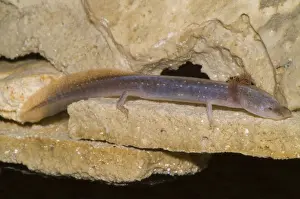 Eurycea: Austin Blind Salamander