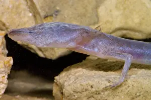 Eurycea: Austin Blind Salamander
