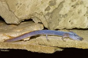 Eurycea: Austin Blind Salamander