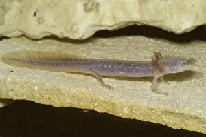 Eurycea: Austin Blind Salamander