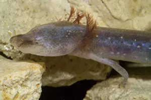 Eurycea: Austin Blind Salamander