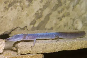 Eurycea: Austin Blind Salamander