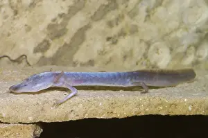 Eurycea: Austin Blind Salamander