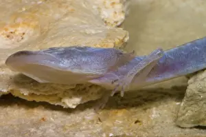 Eurycea: Austin Blind Salamander