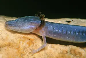 Blind: Austin Blind Salamander