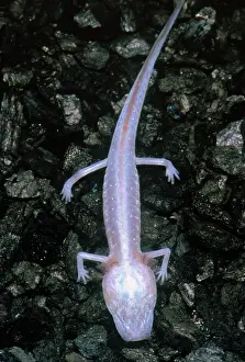 Blind: Austin Blind Salamander