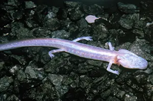 Blind: Austin Blind Salamander