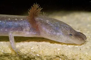 Eurycea: Austin Blind Salmander