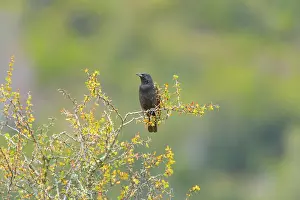 Austral: Austral Blackbird