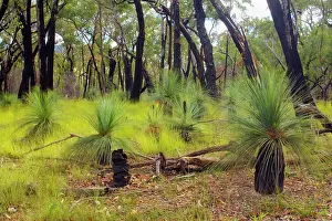 Regeneration: Austral Grass Trees - newly sprouting Grass Trees