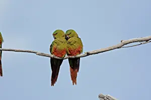 Ferrugineus: Austral Parakeet / Austral Conure / Emerald Parakeet