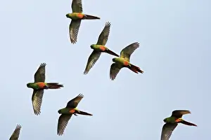 Ferrugineus: Austral Parakeet / Austral Conure / Emerald Parakeet