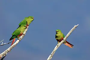 Ferrugineus: Austral Parakeet / Austral Conure / Emerald Parakeet