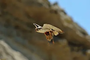 Cassini: Austral Peregrine Falcon
