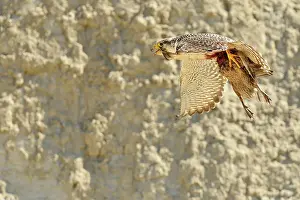 Cassini: Austral Peregrine Falcon