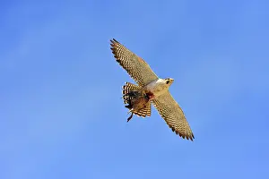 Cassini: Austral Peregrine Falcon
