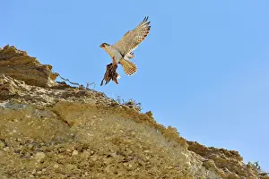Cassini: Austral Peregrine Falcon