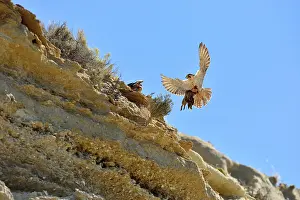 Cassini: Austral Peregrine Falcon
