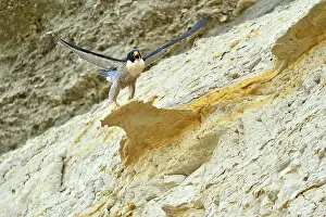 Austral: Austral Peregrine Falcon