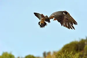 Austral: Austral Peregrine Falcon