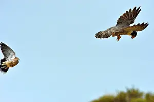 Austral: Austral Peregrine Falcon