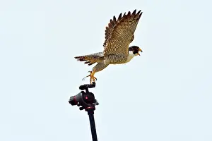 Austral: Austral Peregrine Falcon