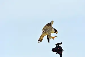 Photographic: Austral Peregrine Falcon