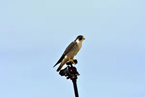 Photographic: Austral Peregrine Falcon