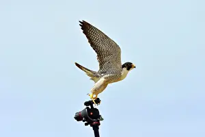 Photographic: Austral Peregrine Falcon