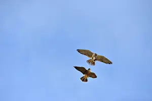 Austral: Austral Peregrine Falcon