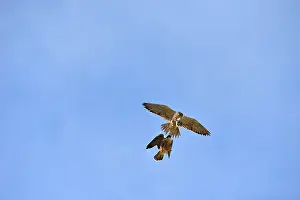 Austral: Austral Peregrine Falcon